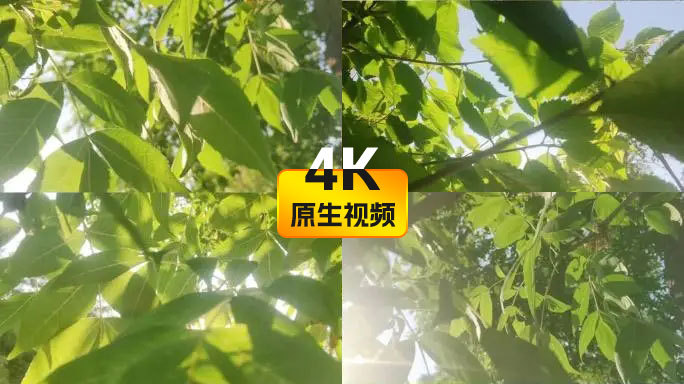 夏日阳光绿色写意空镜树叶植物光影唯美清新