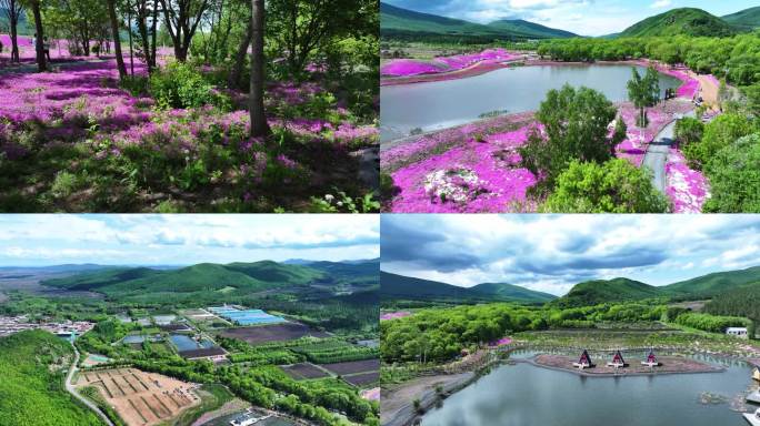 芝樱花花海航拍