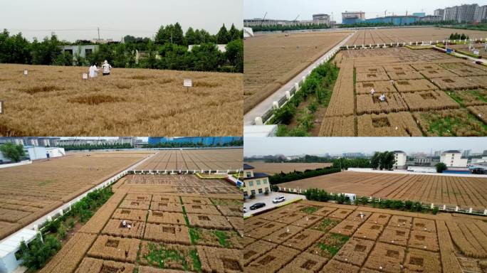 中国杂交小麦航拍河南高标准农田