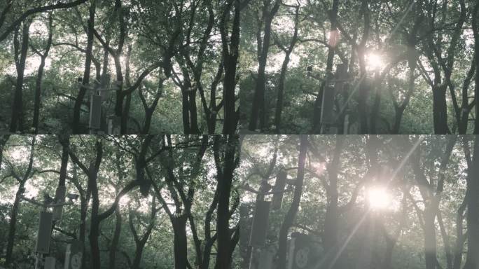 阳光穿透树林移动空镜灰片