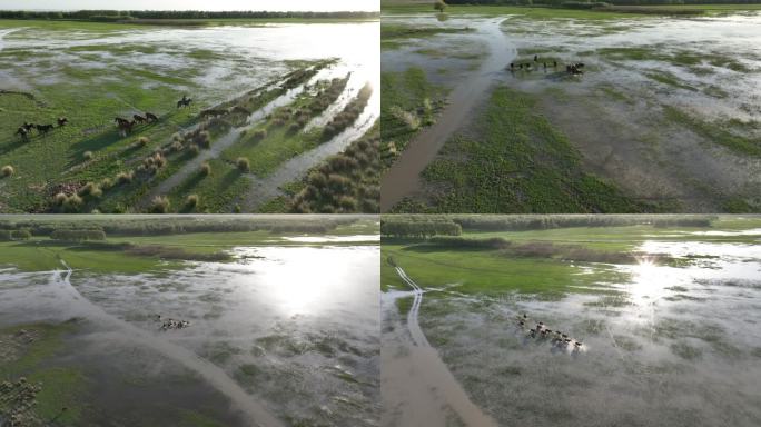 2k马群湿地河流奔腾牧马人绿色环保和谐