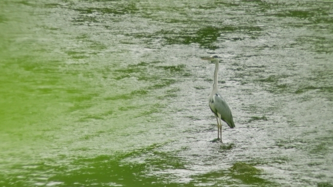 4K实拍河流流水自然生态苍鹭捕鱼觅食视频