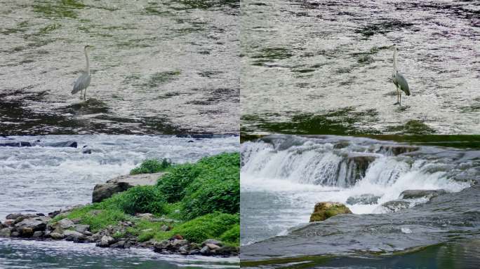 4K实拍河流流水自然生态苍鹭捕鱼觅食视频