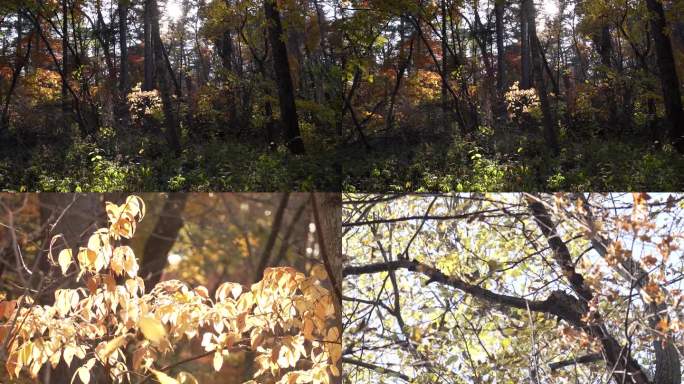 秋天树林落叶