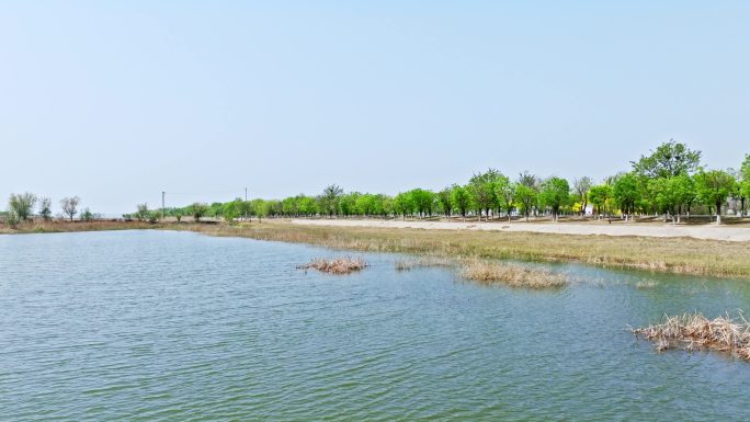 自然生态湿地天津团泊湖