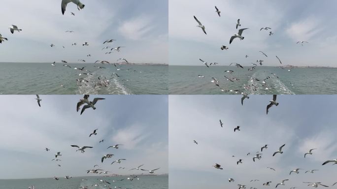 海鸥 仰拍 空中飞翔 姿态优美