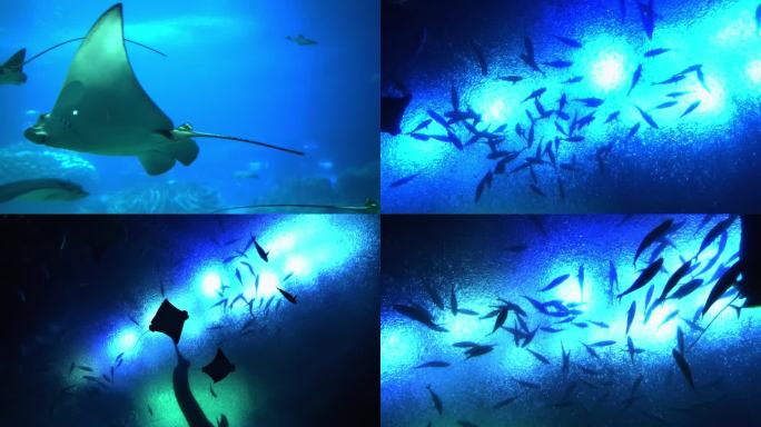 海底世界的鱼合集