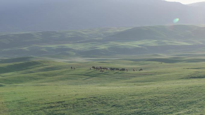 4k草原马群吃草 草原起伏光影 绿色环保