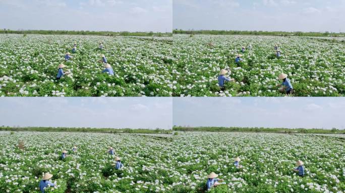 4K实拍牡丹花田低空航拍花田中采花农