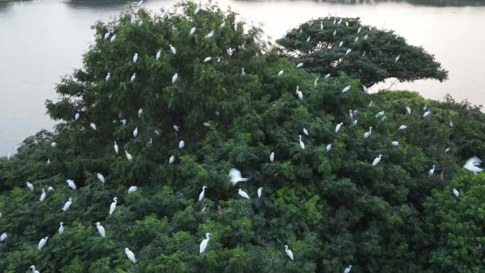 黄泗浦生态公园鸟岛