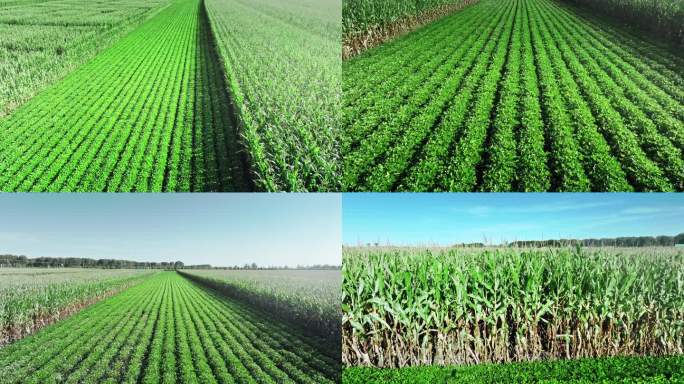 高标准农田玉米花生地高码率
