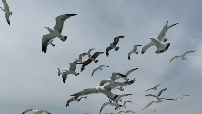 海鸥 集体争食 仰拍 蓝天 海平面