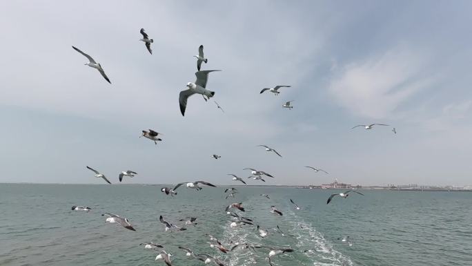 海鸥 仰拍 大连长海轮渡码头 海平面