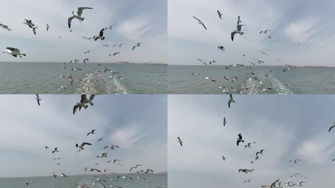 海鸥 仰拍 大连长海轮渡码头 海平面
