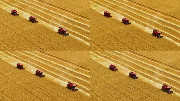 收割机编队在麦田收割小麦