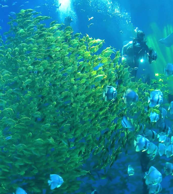 海底世界海洋馆鱼类