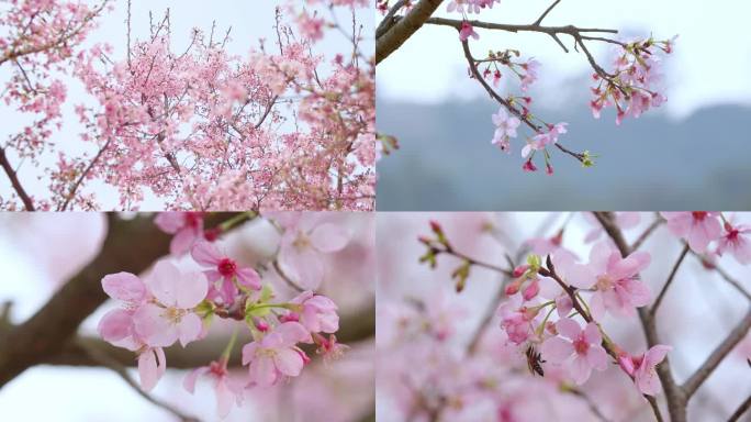 桃花盛开