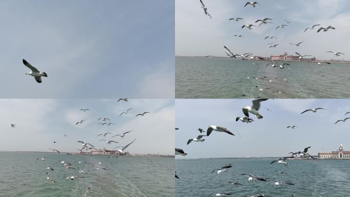 海鸥集体争食 大连长海轮渡码头 海平面