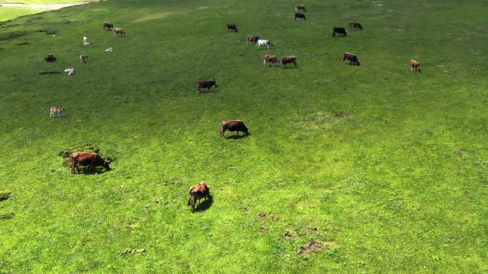 草原 牛吃草 牛群
