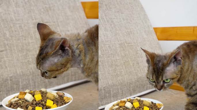 宠物母德文卷毛猫在沙发上吃冻干猫粮4k