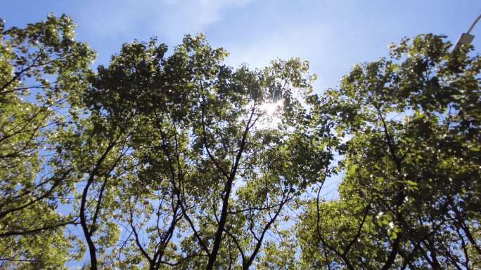 夏天阳光穿过树林树叶子自然风景视频素材1