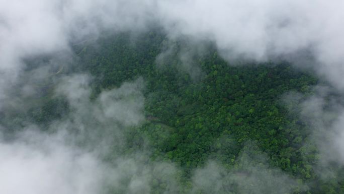 鸟瞰云雾绿色森林山林