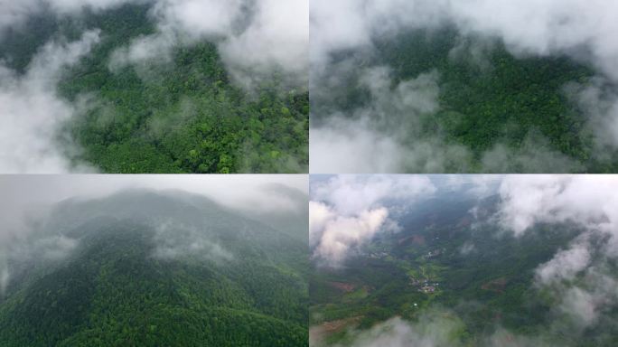 鸟瞰云雾绿色森林山林