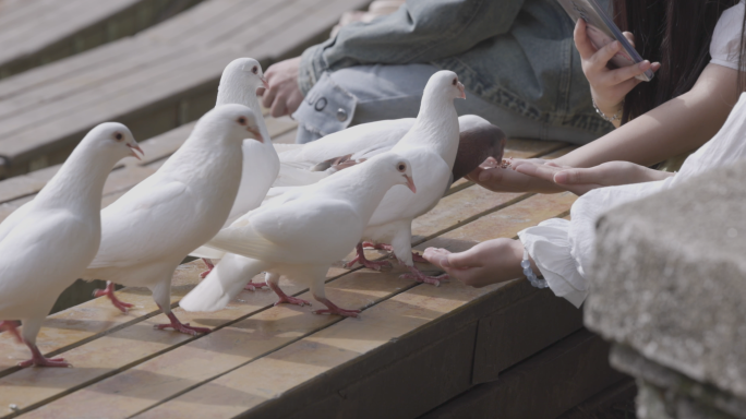 南京音乐台鸽子