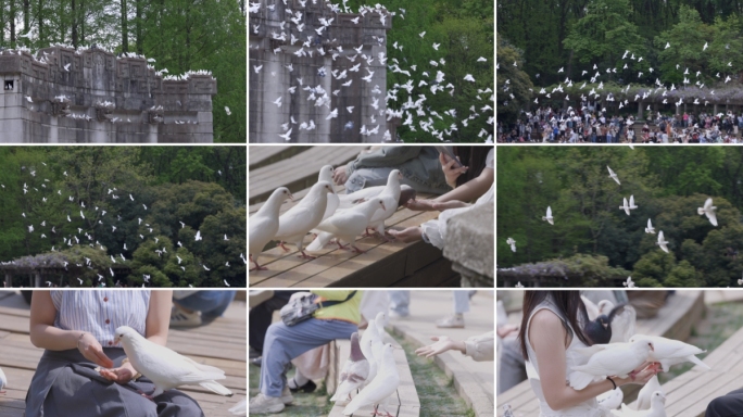 南京音乐台鸽子