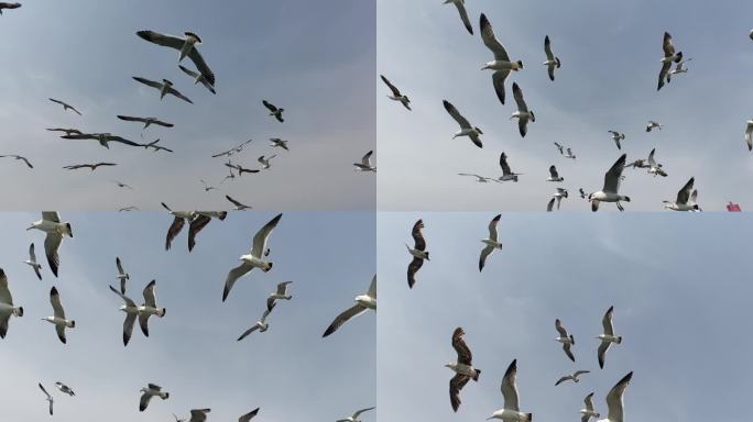 海鸥 仰拍 空中 飞翔  鸟 成群结队