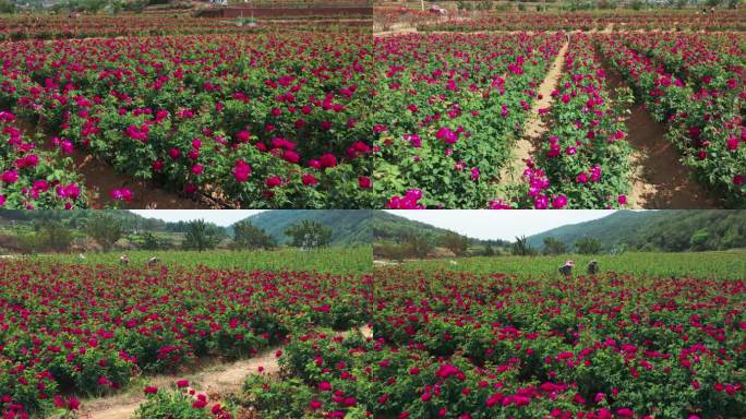 【5k】可食用玫瑰基地航拍