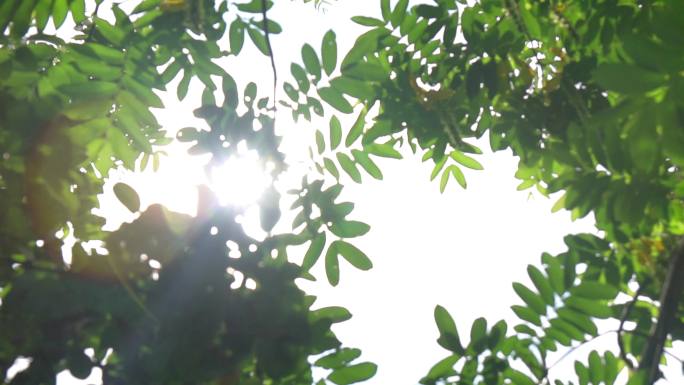 夏日晴天太阳树叶