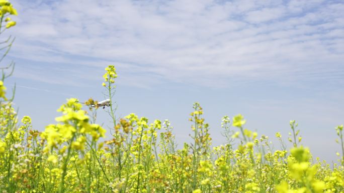 胶东机场飞机从油菜花上方掠过