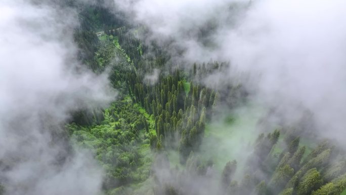 航拍新疆雪山森林