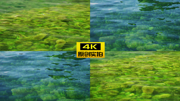 淡水水草 清澈河水