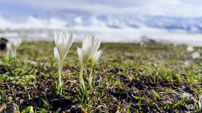 野百合的春天，雪山下盛开的野花，天山脚下