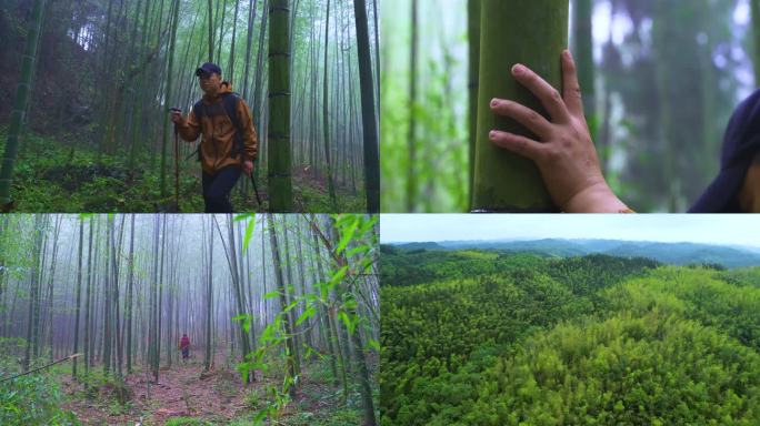 徒步竹林 探索寻觅 体验户外风光感受山海