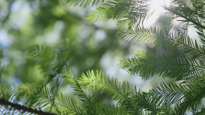 夏日夏至 树林逆光树叶 唯美清新 夏天