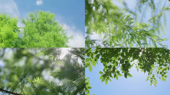 夏日夏至 树林逆光树叶 唯美清新 夏天