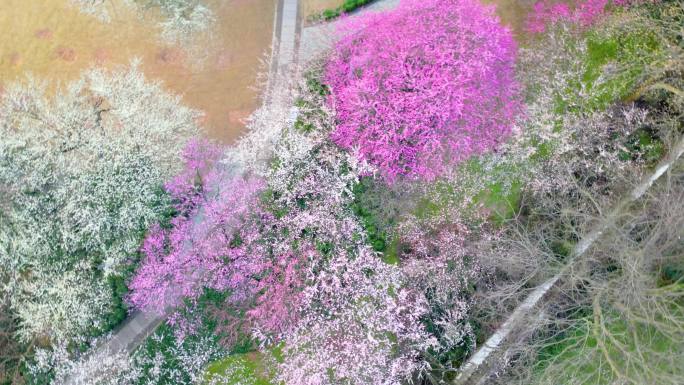杭州植物园灵峰探梅梅花开了风景视频素材4