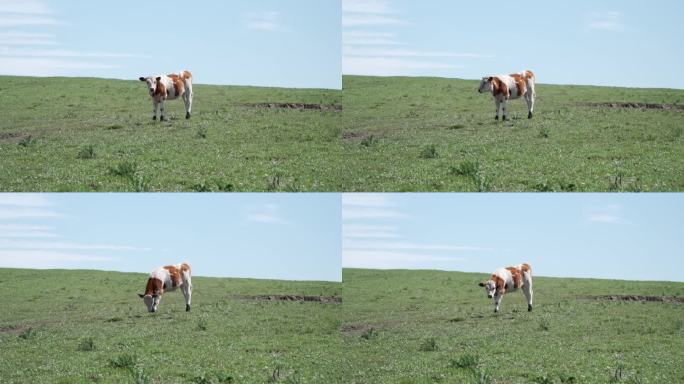 内蒙古大草原上的一头吃草的牛