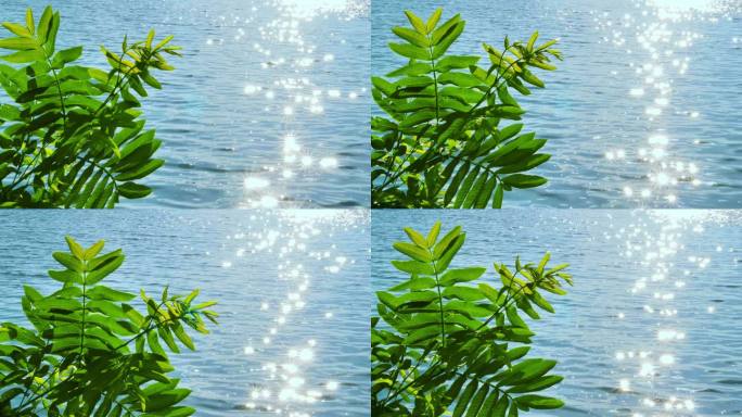 湖边波光粼粼的绿植