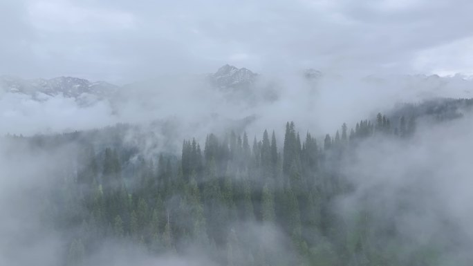 航拍新疆雪山森林