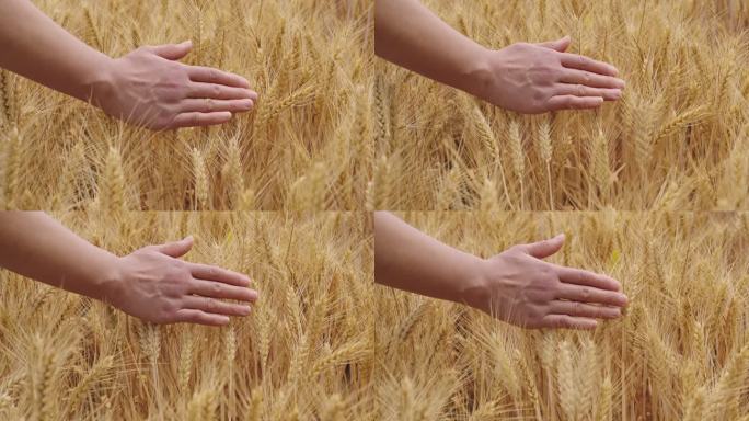 手握麦穗丰收的小麦