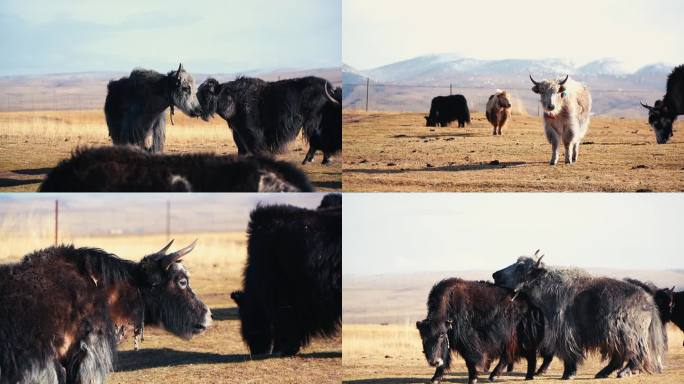 畜牧养殖牧场高原牦牛