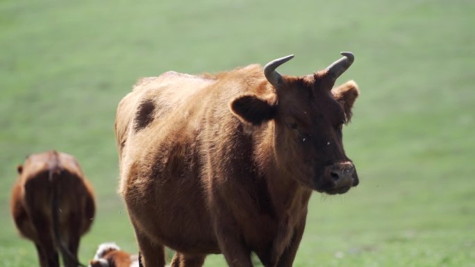 内蒙古大草原上的一头吃草的牛