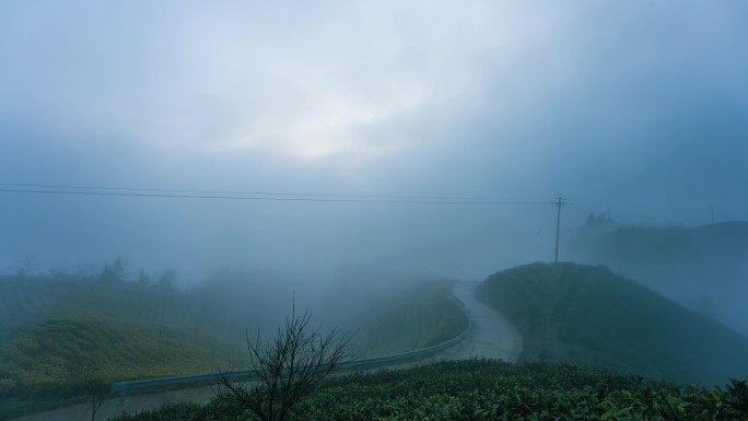 茶园清晨云雾