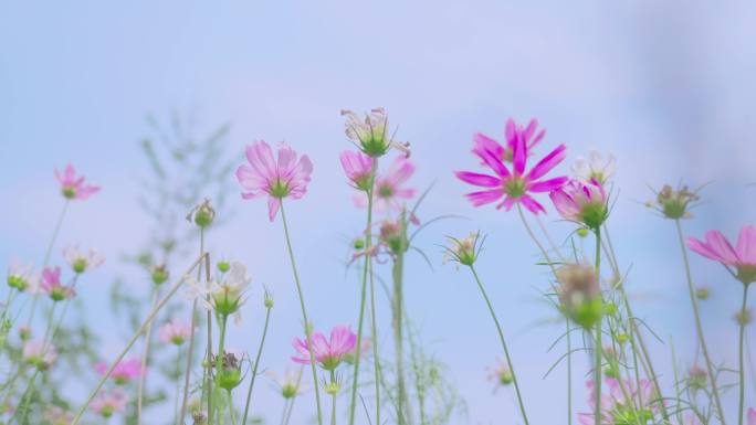 郊外白色粉色花海4K素材