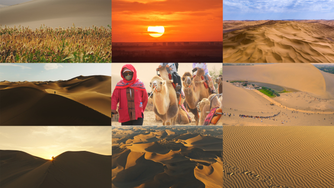 沙漠骆驼爬沙漠日落沙漠植物