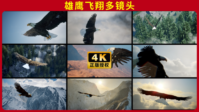老鹰雄鹰大鹏展翅穿梭穿越飞越震撼企业开场